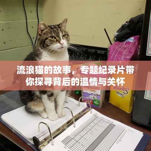 流浪猫的故事,专题纪录片带你探寻背后的温情与关怀