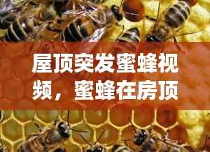 屋顶突发蜜蜂视频,蜜蜂在房顶筑巢有什么寓意吗