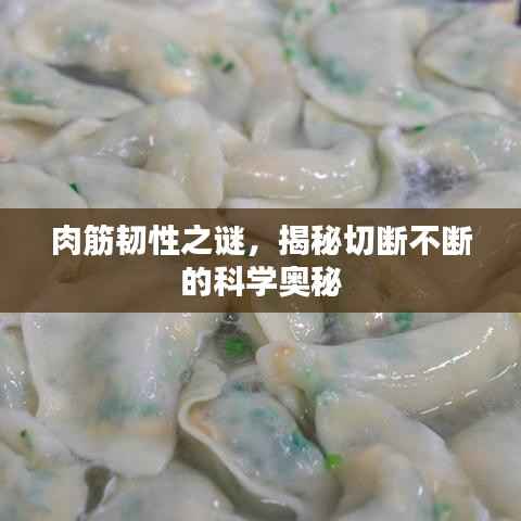 肉筋韧性之谜，揭秘切断不断的科学奥秘