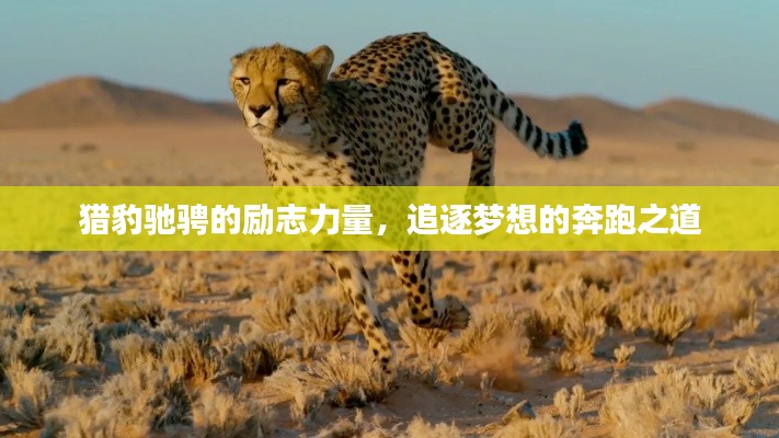 猎豹驰骋的励志力量,追逐梦想的奔跑之道